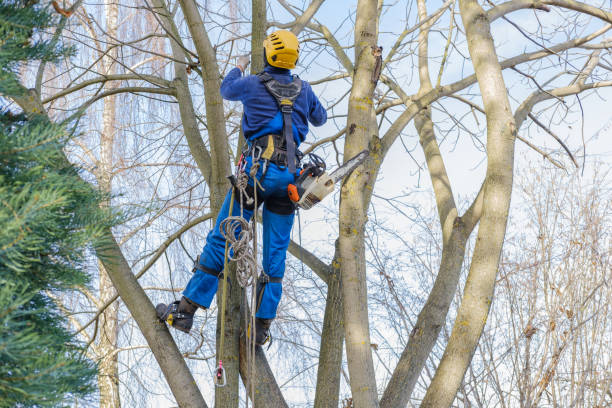 Lawn Pest Prevention in Heidelberg, TX